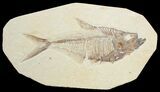 Inch Detailed Diplomystus Fossil Fish #3786-1